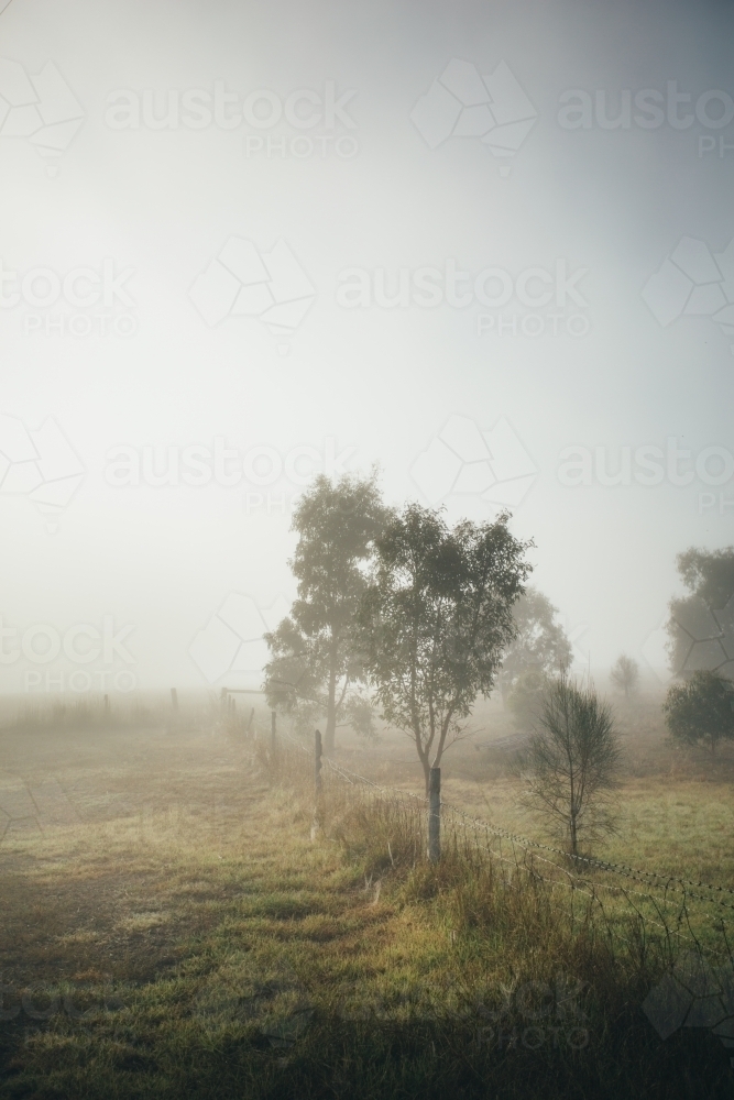 Remote rural landscape with young gum trees on a misty morning - Australian Stock Image