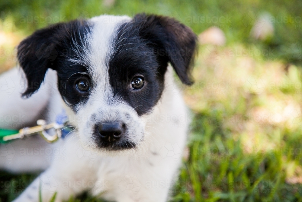 Rescue dog puppy sitting on the lawn looking at camera - Australian Stock Image