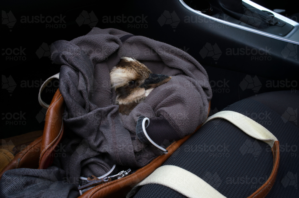 Rescued baby Kookaburra in car - Australian Stock Image