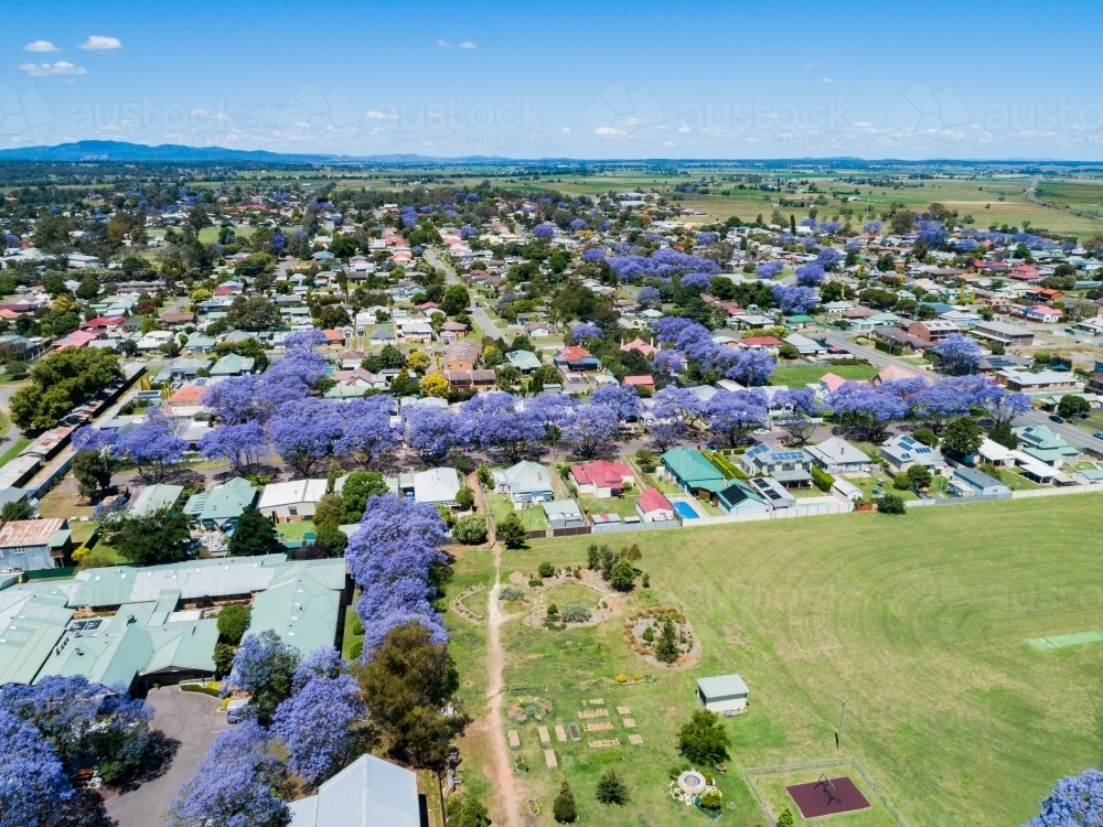 Residential street lined with purple jacaranda trees in spring in country town in NSW Australia - Australian Stock Image