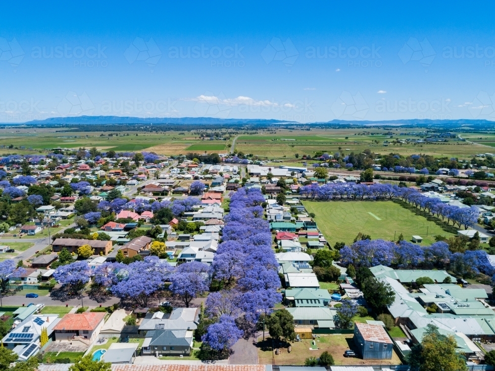 Residential street lined with purple jacaranda trees in spring in country town in NSW Australia - Australian Stock Image