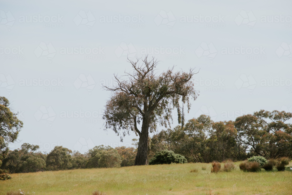 resilient tree in a field of grasses - Australian Stock Image