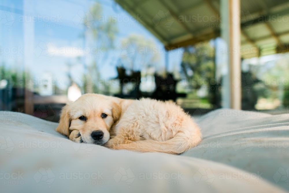 Resting Dog - Australian Stock Image