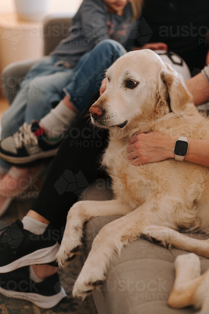 Retriever dog comfortably lying on the couch with the family. - Australian Stock Image
