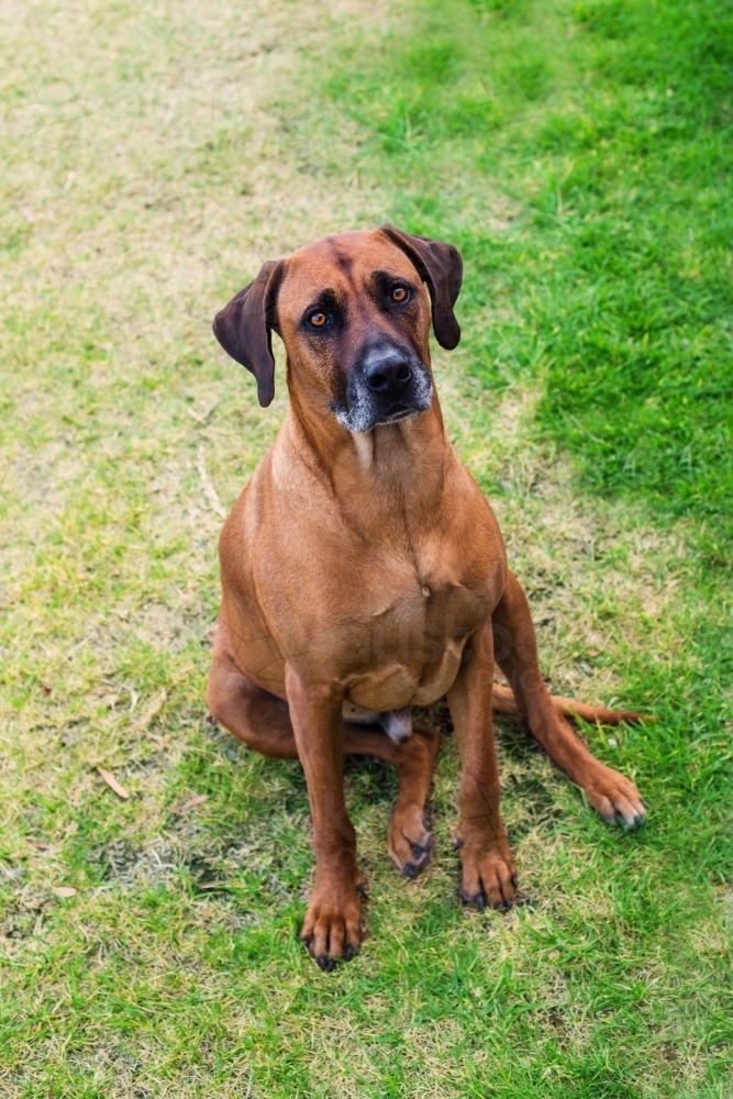rhodesian ridgeback dog - Australian Stock Image