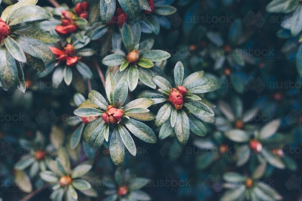 Rhododendron plants almost blooming with dark green leaves in the background - Australian Stock Image
