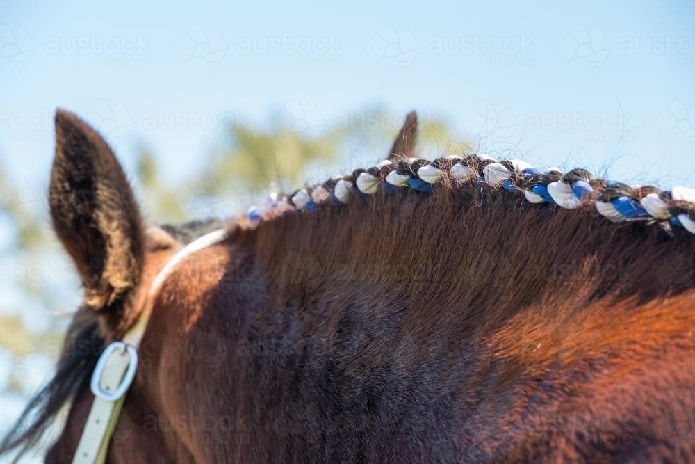 Image of Ribbons braided into a horses mane Austockphoto