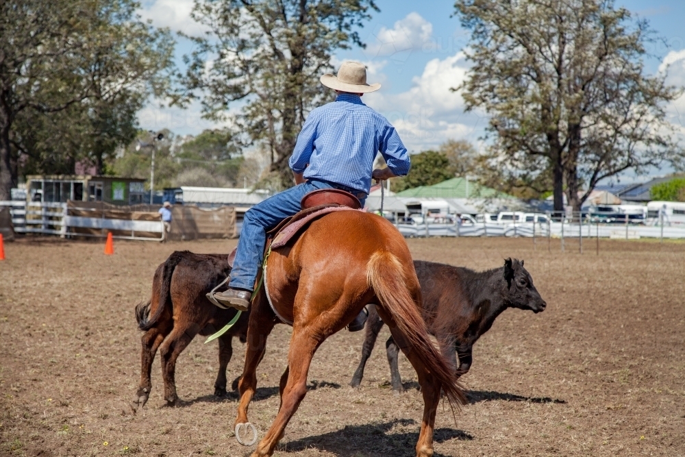 Rider competing in horse and cattle event at local show - Australian Stock Image