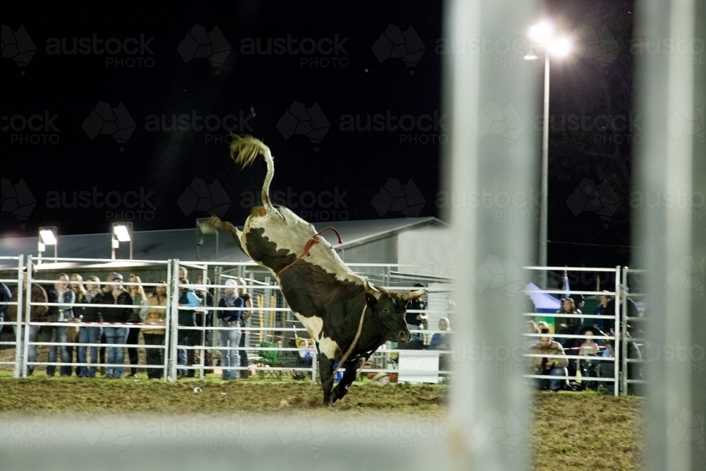 Riderless bull bucking in bull riding competition at the local show - Australian Stock Image