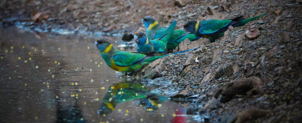 Ring-necked Parrots drinking at an outback waterhole - Australian Stock Image