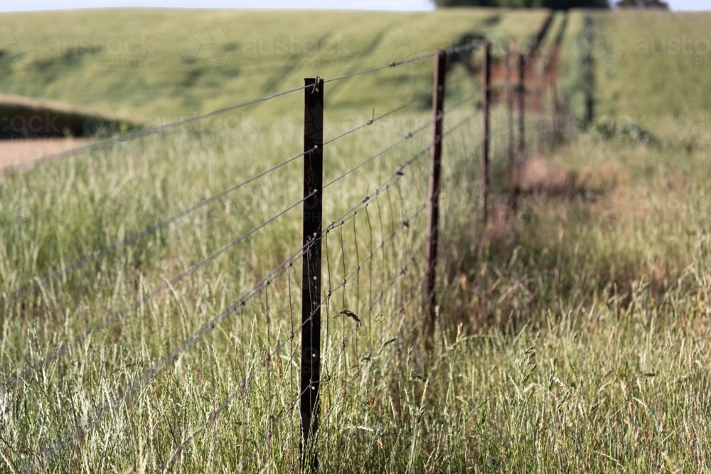 ringlock fence and iron posts in a paddock of rye grass - Australian Stock Image