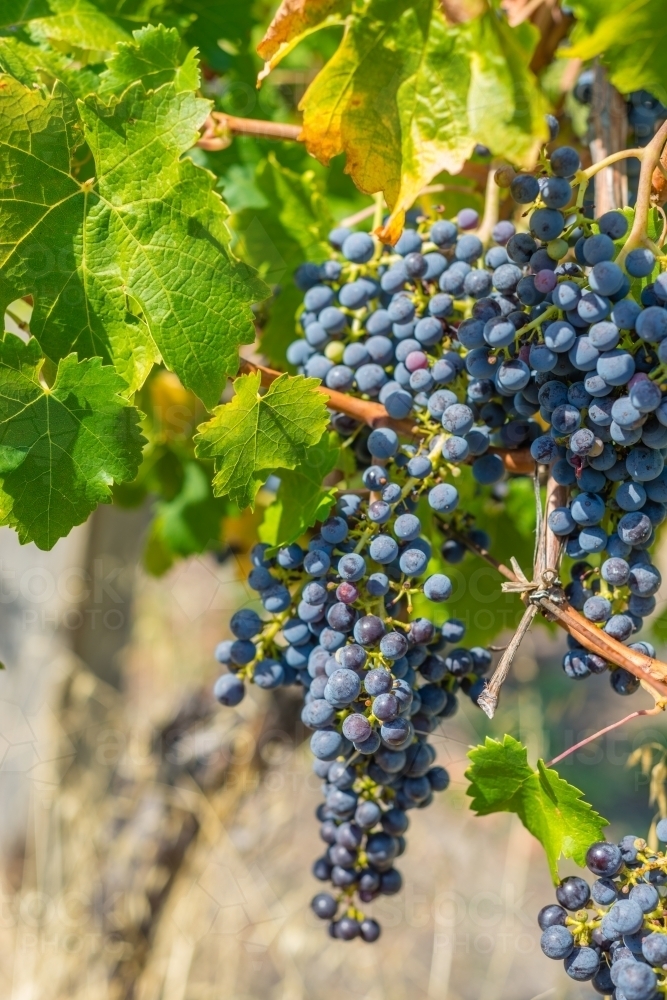 ripe cabernet grapes on the vine just before vintage - Australian Stock Image