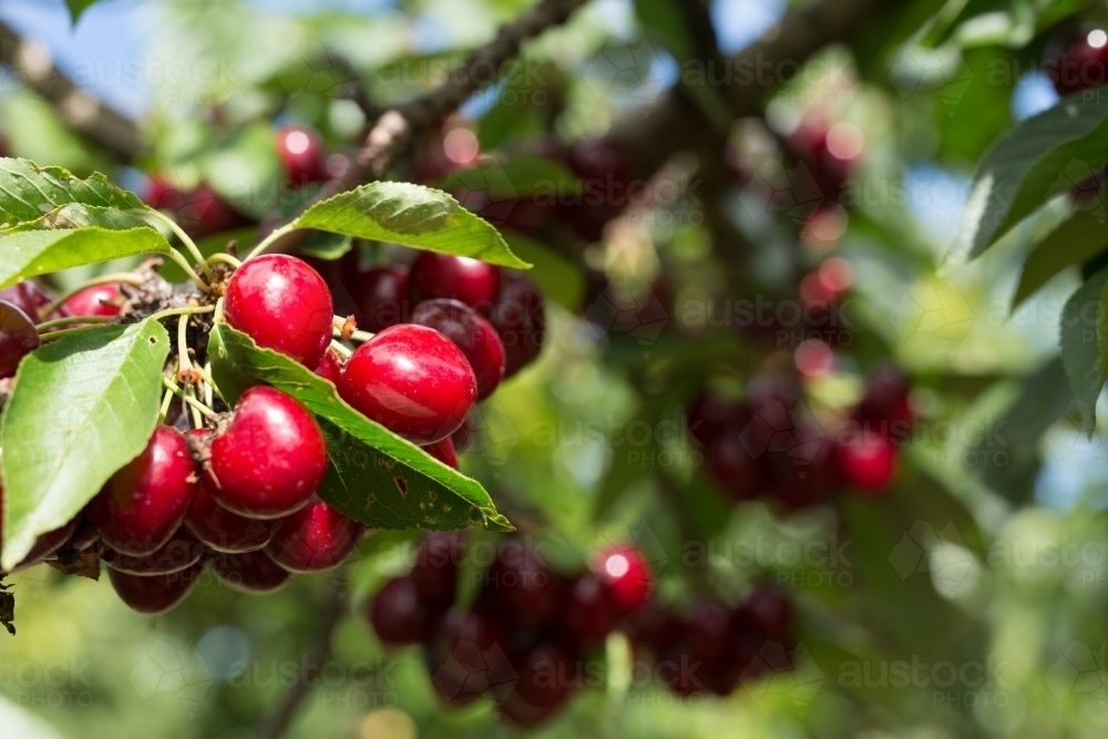 Ripe cherries hanging from a branch - Australian Stock Image