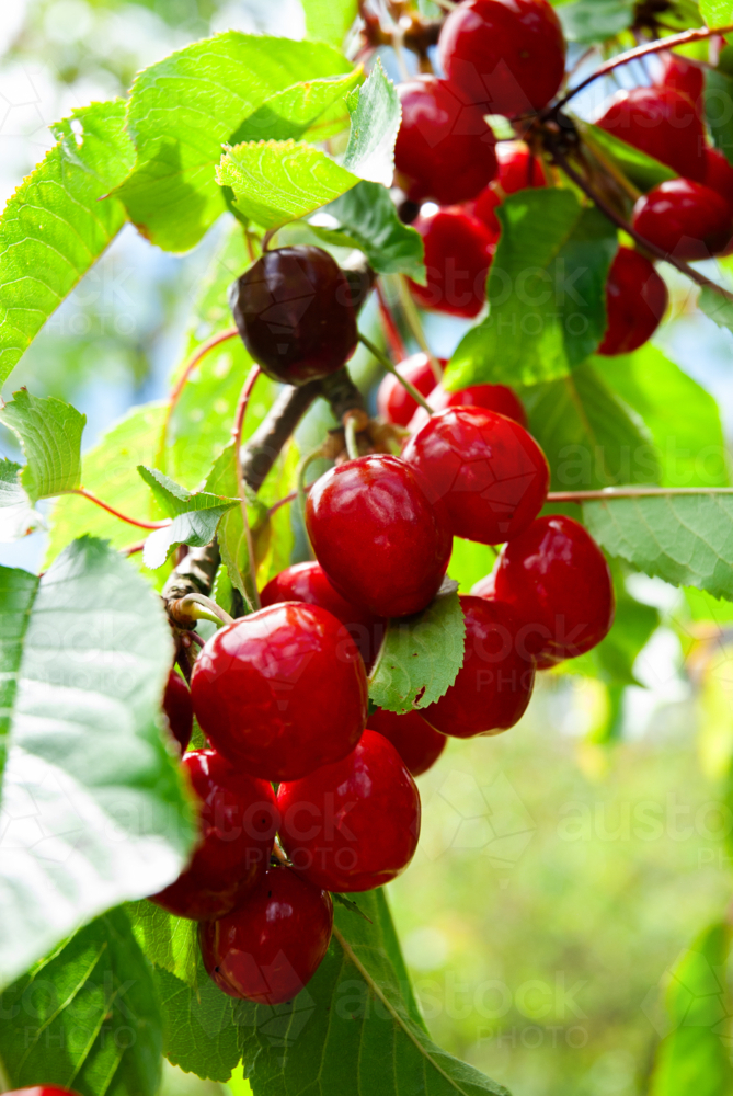 Ripe cherries hanging from cherry tree branch - Australian Stock Image
