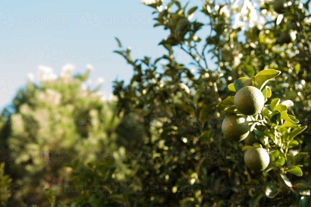 Ripe Green Limes growing on trees in the Clare Valley South Australia - Australian Stock Image