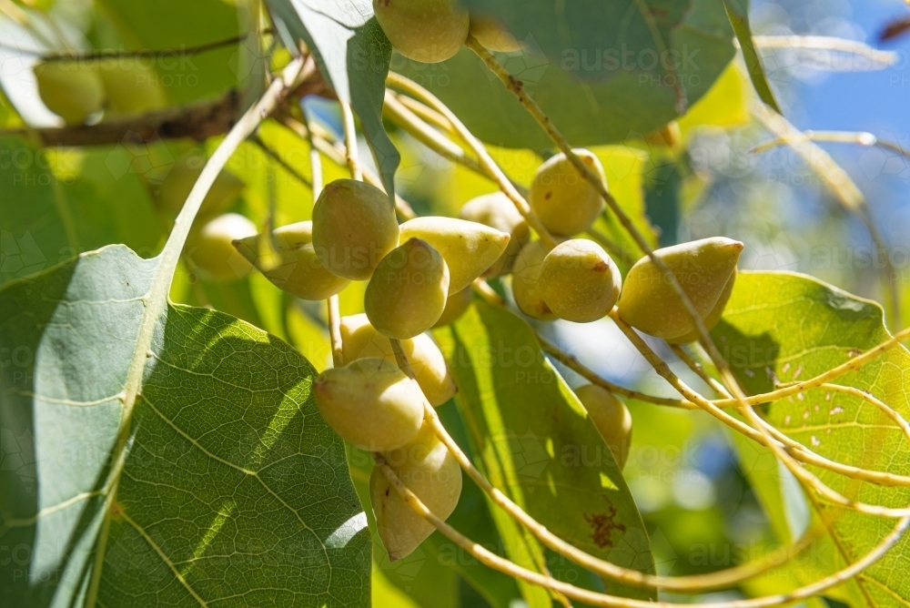 Image of Ripe Kakadu Plums - Austockphoto Image of Ripe Kakadu Plums - Austockphoto