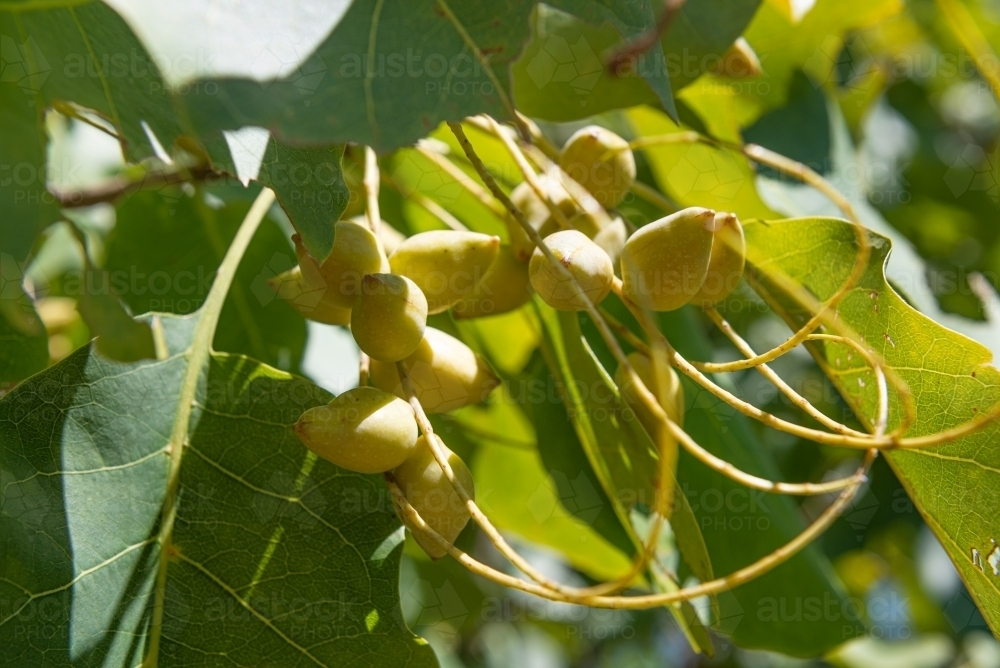 Ripe Kakadu Plums - Australian Stock Image