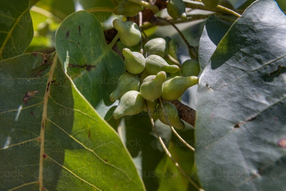 Ripe Kakadu Plums - Australian Stock Image
