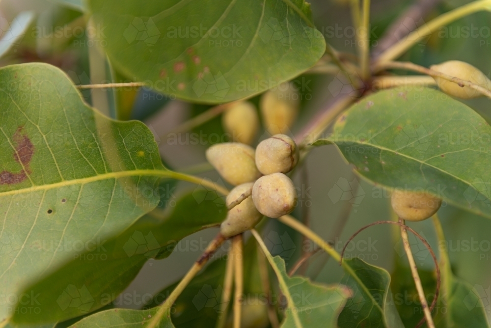 Ripe Kakadu Plums - Australian Stock Image