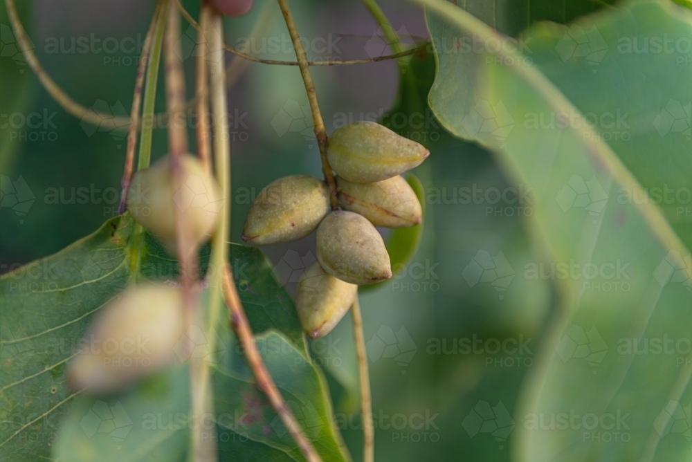 Ripe Kakadu Plums - Australian Stock Image