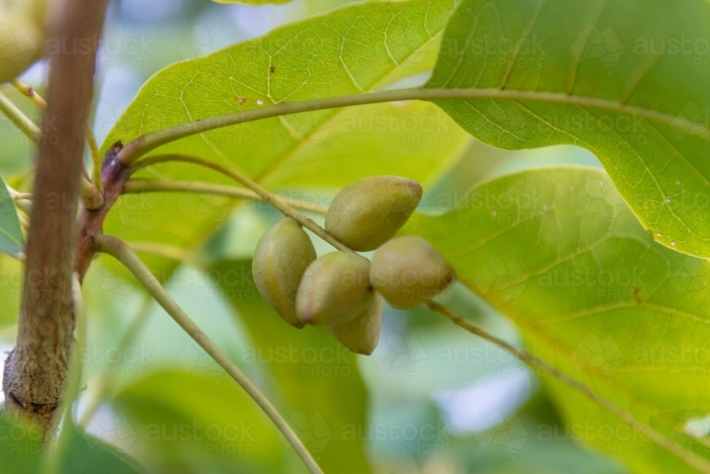 Ripe Kakadu Plums - Australian Stock Image