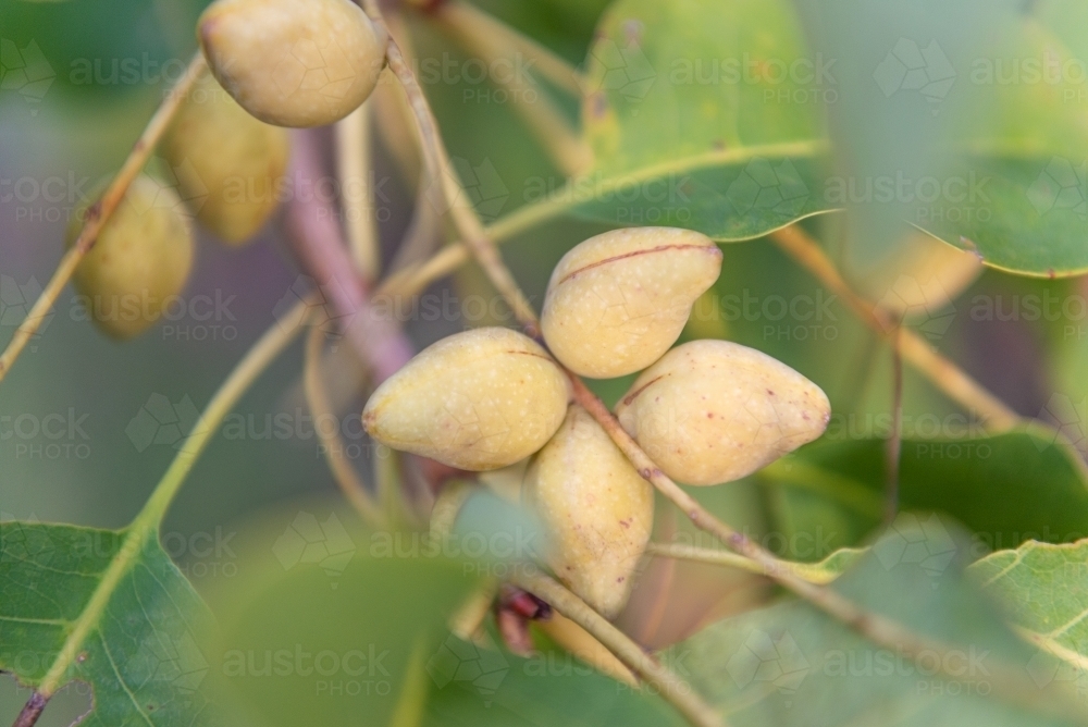 Ripe Kakadu Plums - Australian Stock Image
