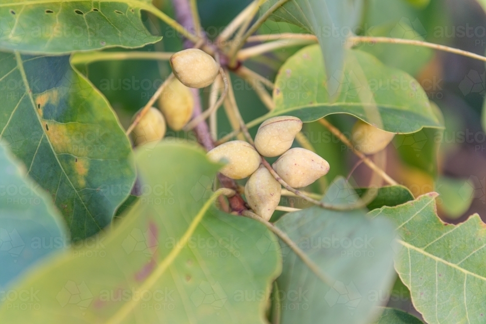 Image of Ripe Kakadu Plums Austockphoto
