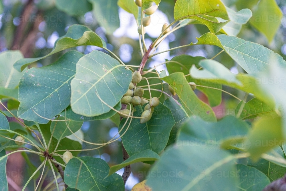 Ripe Kakadu Plums - Australian Stock Image