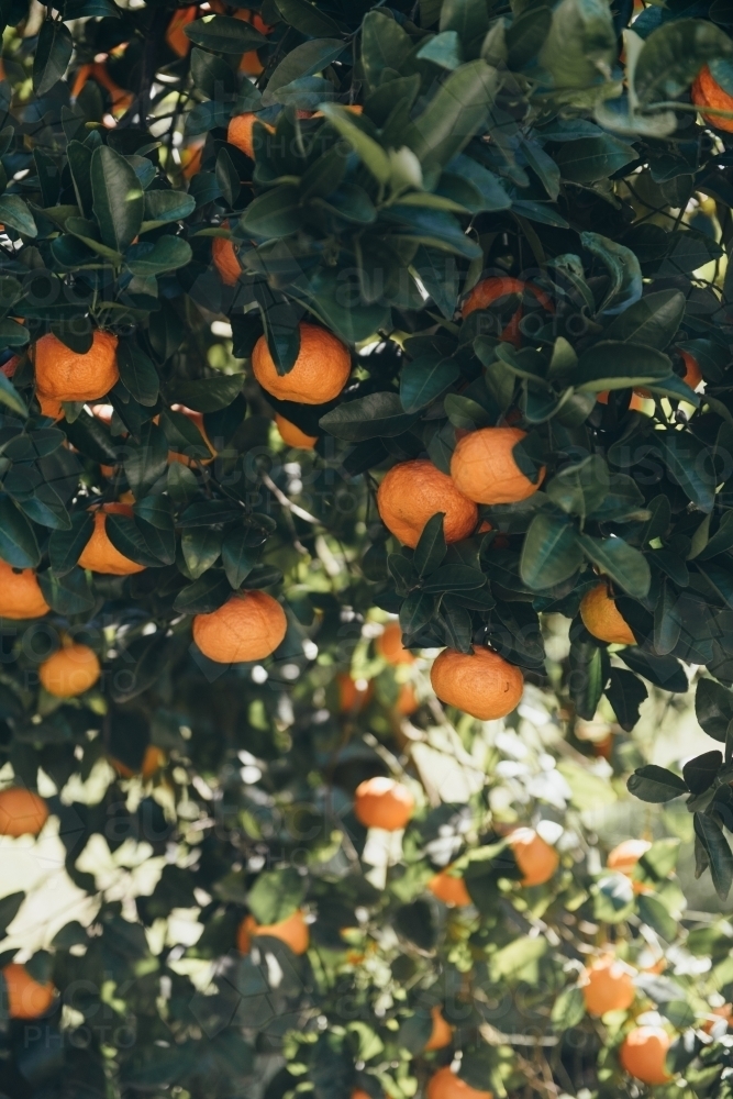 ripe mandarins on a fruit tree - Australian Stock Image