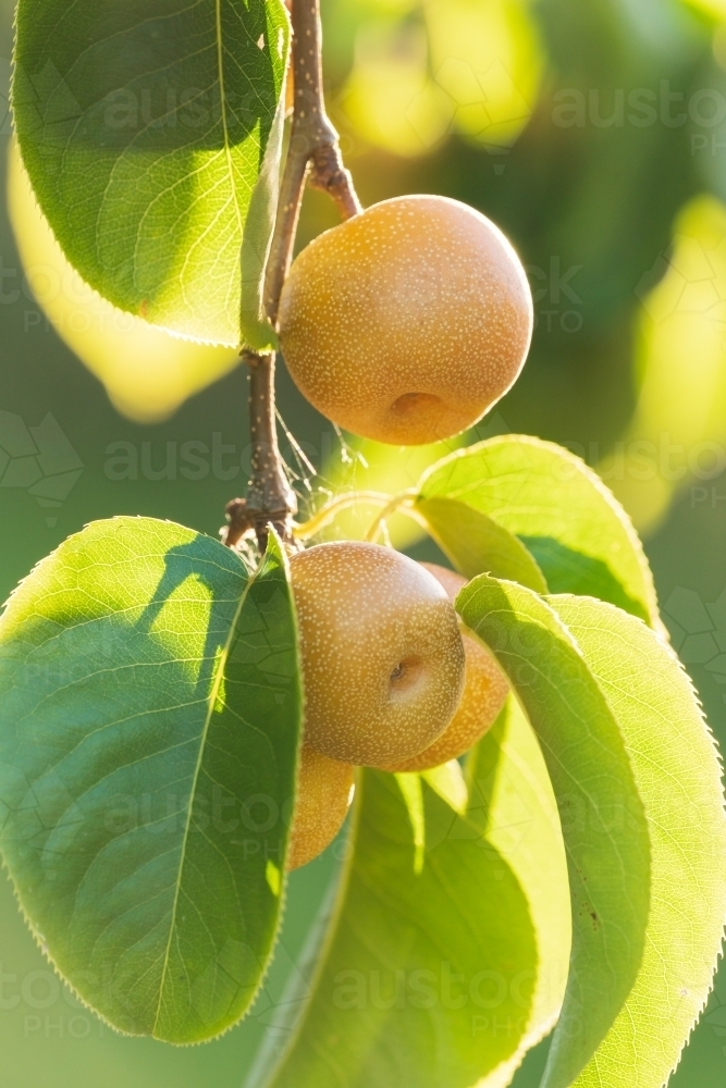 Ripe Nashi Pears hanging amongst green leaves on a fruit tree - Australian Stock Image