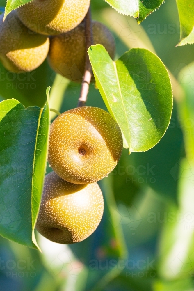Ripe Nashi Pears hanging amongst green leaves on a fruit tree - Australian Stock Image