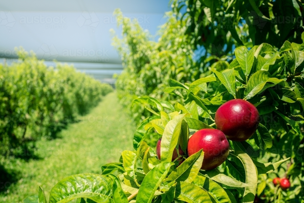 Image of Ripe nectarines growing on a tree in an orchard farm