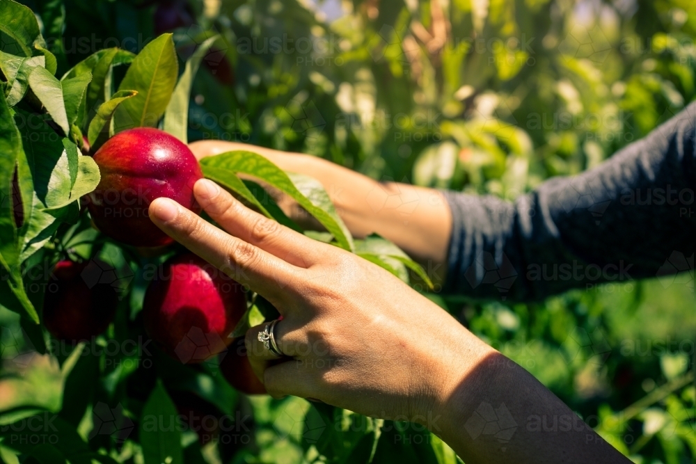 Ripe nectarines growing on a tree in an orchard farm - Australian Stock Image