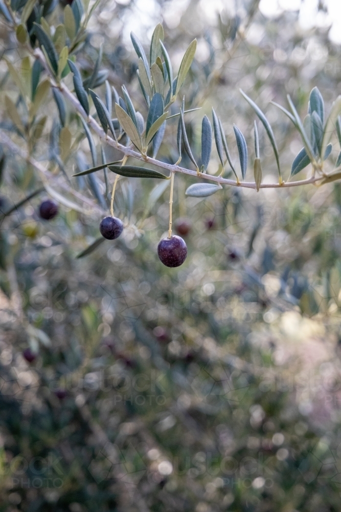 Ripe olive hanging from tree - Australian Stock Image