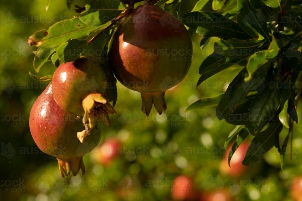 Ripe Pomegranates on a tree ready to be picked - Australian Stock Image