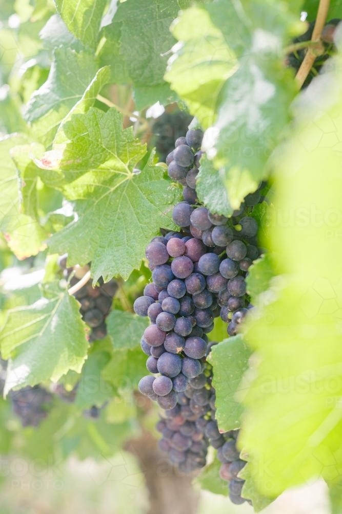 ripe red grapes almost ready for harvest - Australian Stock Image