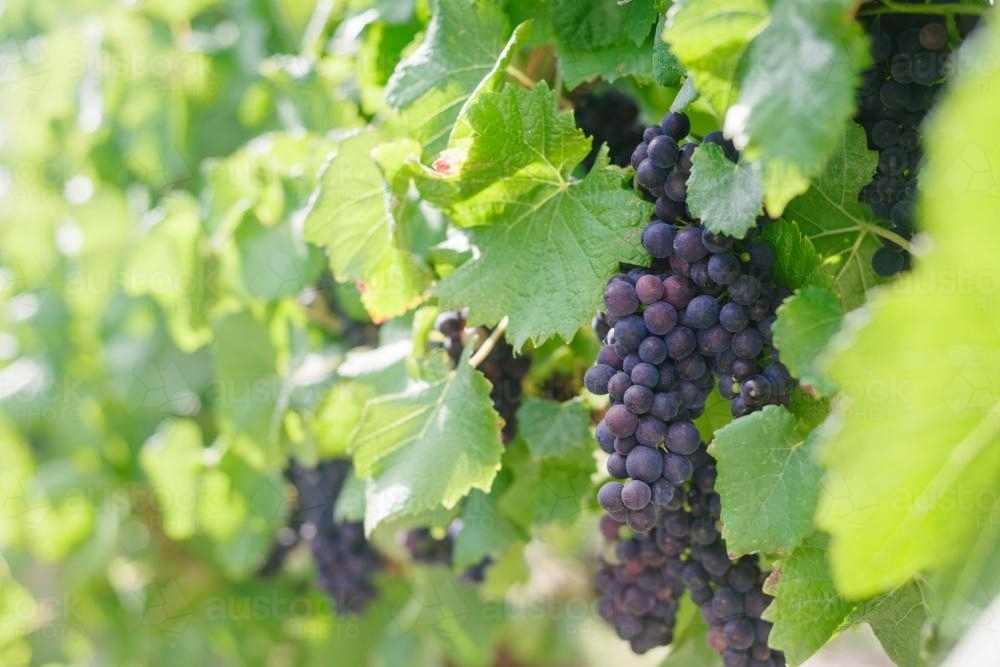 ripe red grapes almost ready for harvest - Australian Stock Image