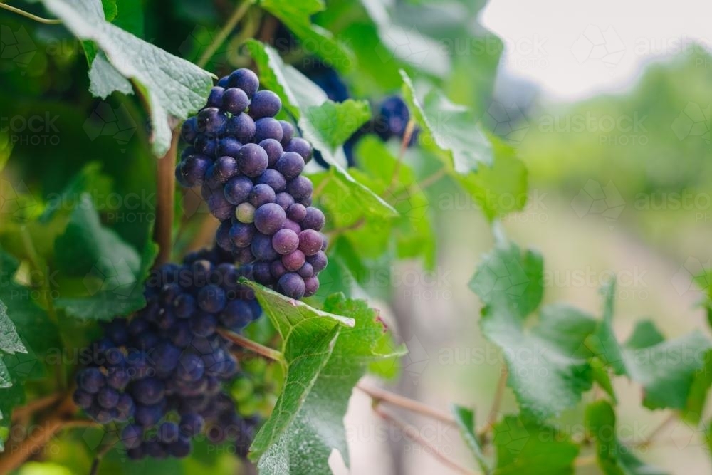 ripe red grapes on vine almost ready for harvest - Australian Stock Image
