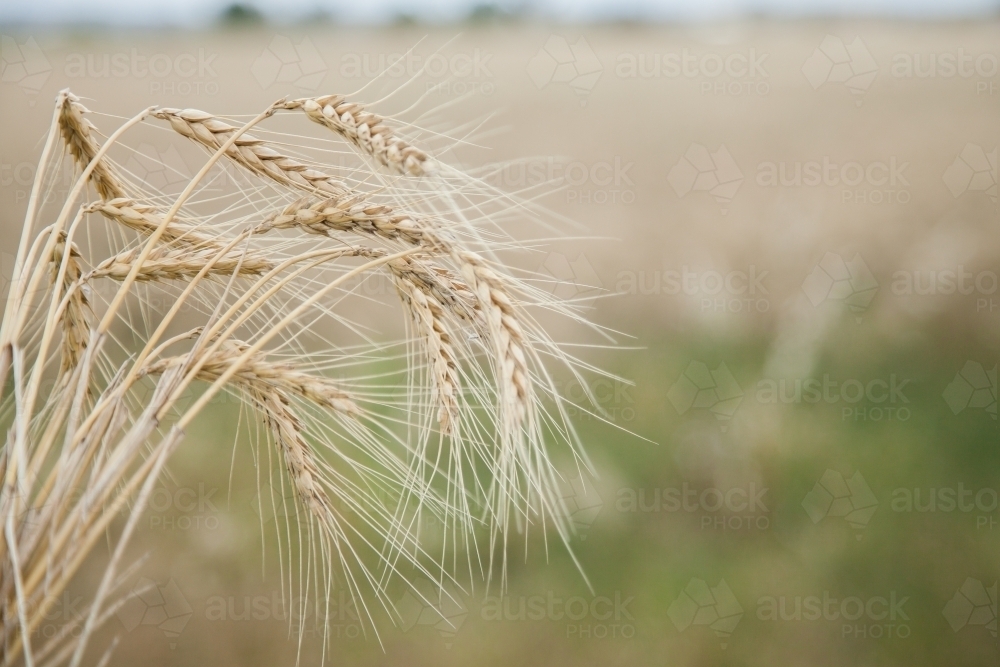 Ripe stalks of bearded wheat in a farm paddock - Australian Stock Image