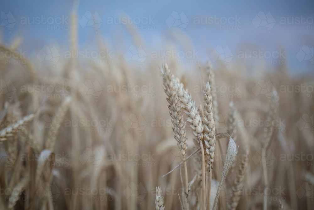 Ripe Wheat - Australian Stock Image