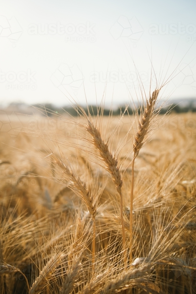 Ripe wheat crop heads in the Wheatbelt of Western Australia - Australian Stock Image