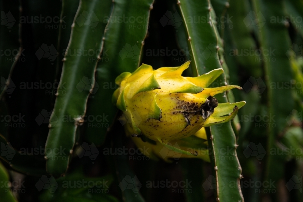 Image of ripe yellow dragonfruit growing on a farm - Austockphoto