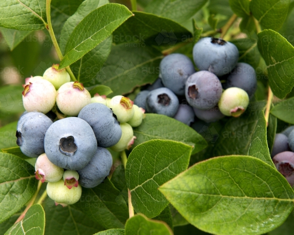 Ripening berries on a blueberry plant - Australian Stock Image