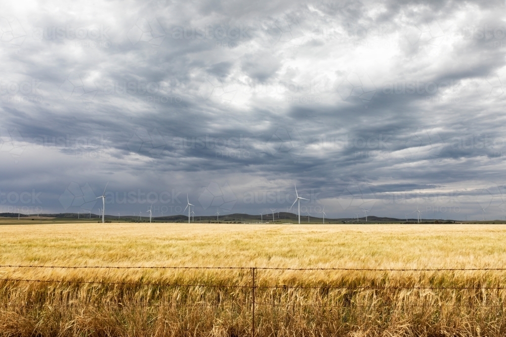 ripening crop with wind towers and stormy sky - Australian Stock Image
