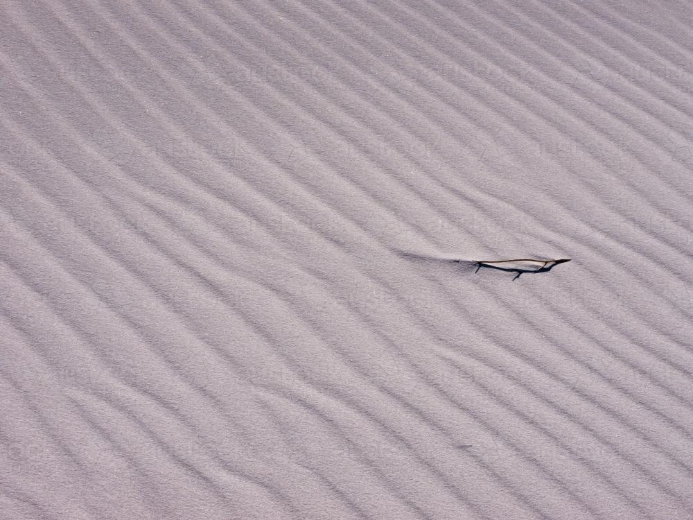 Rippled sand with a small piece of vegetation - Australian Stock Image