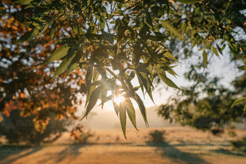 Rising sun shining through tree canopy in rural country garden at sunrise - Australian Stock Image