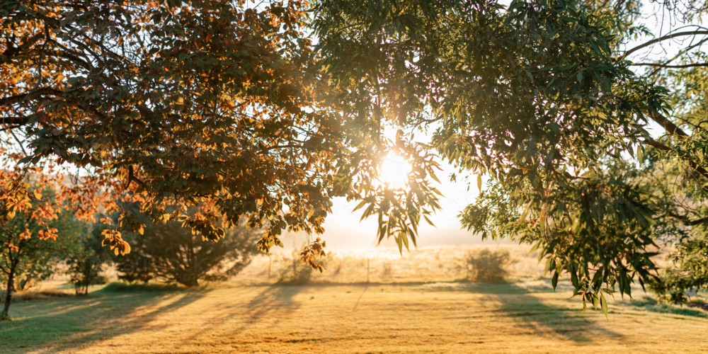 Rising sun shining through tree canopy in rural country garden at sunrise - Australian Stock Image
