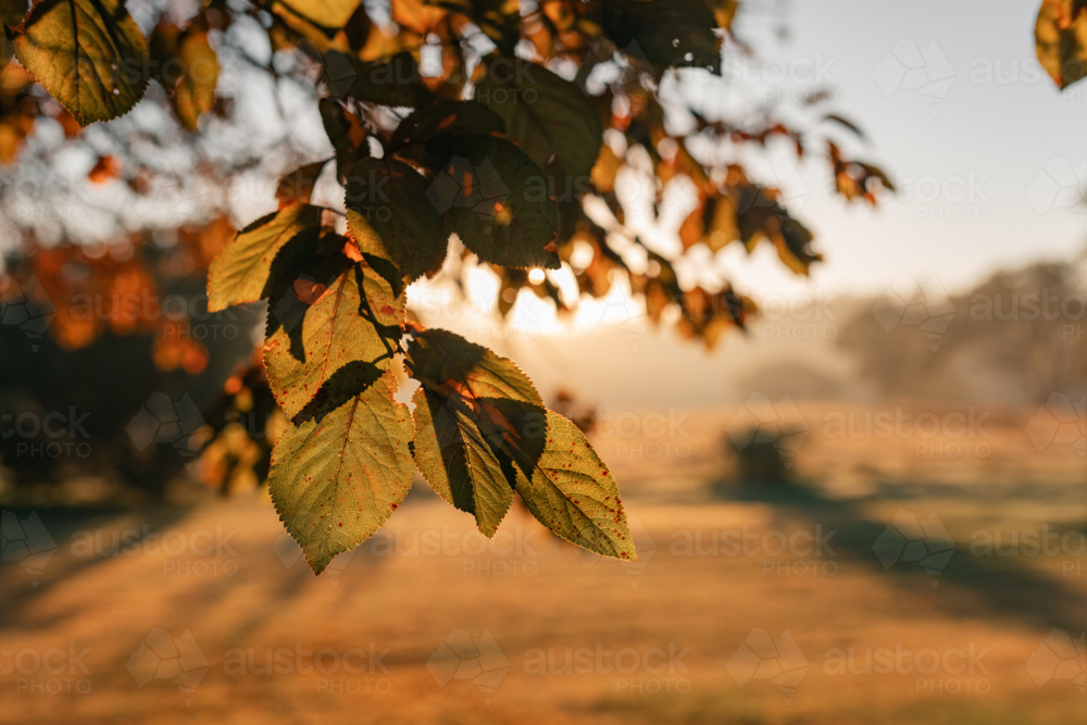 Rising sun shining through tree canopy in rural country garden at sunrise - Australian Stock Image
