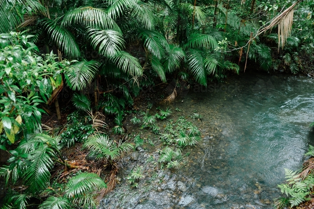 River at floor of tropical rainforest - Australian Stock Image