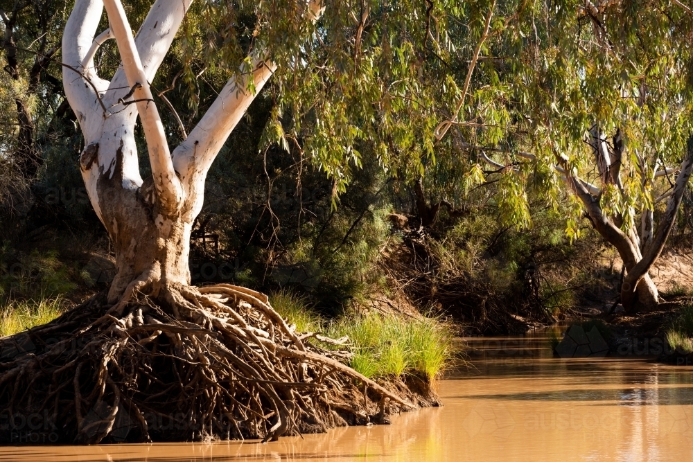 River Gum with exposed routes on the banks of a brown river - Australian Stock Image